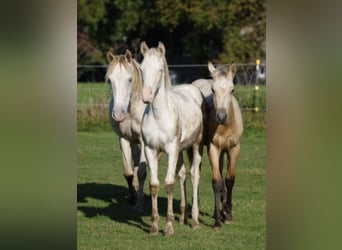 Lusitano Mix, Giumenta, 5 Anni, 147 cm, Champagne