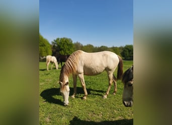Lusitano Mix, Giumenta, 5 Anni, 147 cm, Champagne