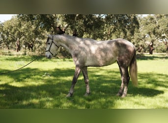 Lusitano, Giumenta, 5 Anni, 150 cm, Può diventare grigio