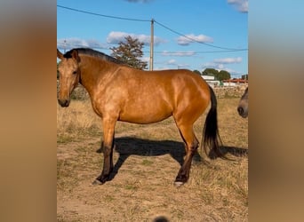 Lusitano, Giumenta, 5 Anni, 157 cm, Pelle di daino