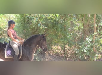 Lusitano, Giumenta, 5 Anni, 158 cm, Baio scuro