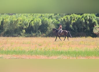 Lusitano, Giumenta, 5 Anni, 158 cm, Baio scuro
