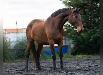 Lusitano, Giumenta, 5 Anni, 160 cm, Baio