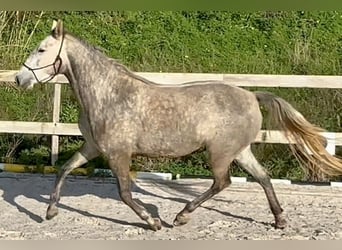 Lusitano, Giumenta, 5 Anni, 160 cm, Grigio