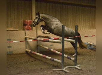 Lusitano, Giumenta, 5 Anni, 160 cm, Grigio ferro