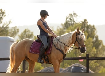 Lusitano Mix, Giumenta, 5 Anni, 161 cm, Palomino
