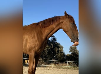 Lusitano, Giumenta, 5 Anni, 163 cm
