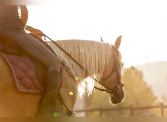Lusitano Mix, Giumenta, 5 Anni, 163 cm, Palomino