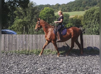 Lusitano Mix, Giumenta, 5 Anni, 163 cm, Sauro ciliegia