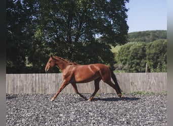 Lusitano Mix, Giumenta, 5 Anni, 163 cm, Sauro ciliegia