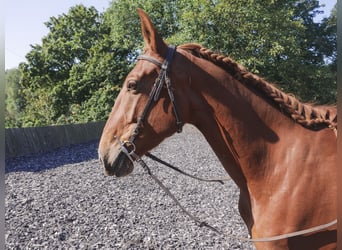 Lusitano Mix, Giumenta, 5 Anni, 163 cm, Sauro ciliegia