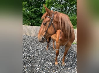 Lusitano Mix, Giumenta, 5 Anni, 164 cm, Sauro ciliegia