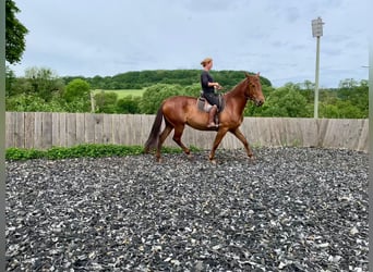 Lusitano Mix, Giumenta, 5 Anni, 164 cm, Sauro ciliegia