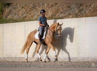 Lusitano, Giumenta, 5 Anni, 165 cm, Palomino