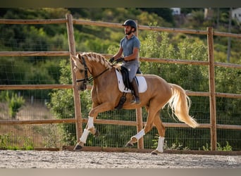 Lusitano, Giumenta, 5 Anni, 165 cm, Palomino