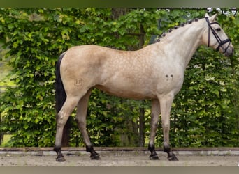 Lusitano, Giumenta, 5 Anni, 165 cm, Pelle di daino