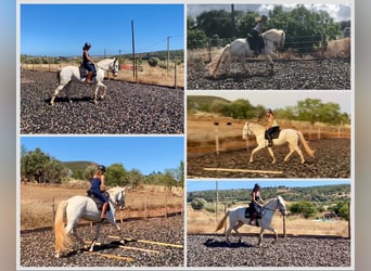 Lusitano, Giumenta, 5 Anni, 168 cm, Cremello