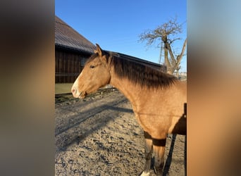 Lusitano, Giumenta, 6 Anni, 152 cm, Pelle di daino