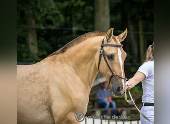 Lusitano, Giumenta, 6 Anni, 152 cm, Red dun