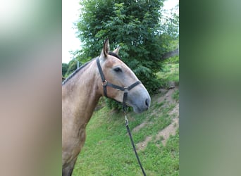 Lusitano, Giumenta, 6 Anni, 157 cm, Falbo baio