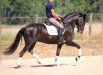 Lusitano, Giumenta, 6 Anni, 157 cm, Morello