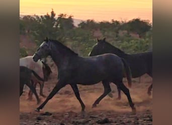 Lusitano, Giumenta, 6 Anni, 160 cm, Può diventare grigio