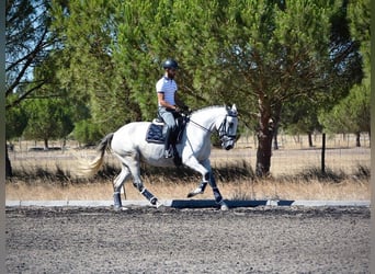 Lusitano, Giumenta, 6 Anni, 167 cm, Grigio trotinato