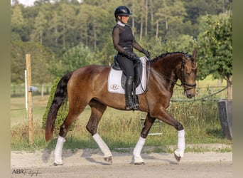 Lusitano, Giumenta, 6 Anni, 170 cm, Pelle di daino