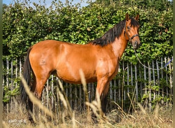 Lusitano, Giumenta, 6 Anni