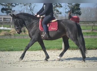 Lusitano, Giumenta, 7 Anni, 157 cm, Baio nero