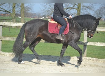 Lusitano, Giumenta, 7 Anni, 157 cm, Morello