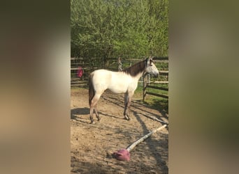 Lusitano, Giumenta, 7 Anni, 158 cm, Grullo