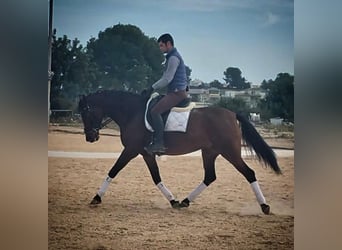 Lusitano, Giumenta, 7 Anni, 160 cm, Baio