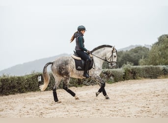 Lusitano, Giumenta, 7 Anni, 160 cm, Grigio