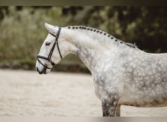Lusitano, Giumenta, 7 Anni, 160 cm, Grigio