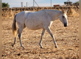 Lusitano, Giumenta, 7 Anni, 161 cm, Grigio