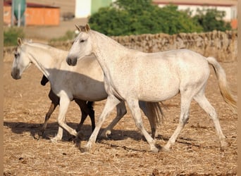 Lusitano, Giumenta, 7 Anni, 161 cm, Grigio