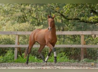 Lusitano, Giumenta, 7 Anni, 162 cm, Baio ciliegia