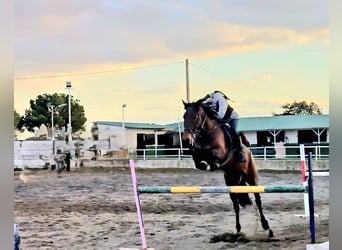 Lusitano, Giumenta, 7 Anni, 165 cm, Baio