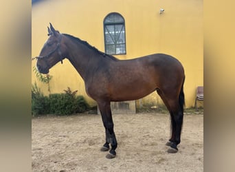 Lusitano, Giumenta, 7 Anni, 169 cm, Baio