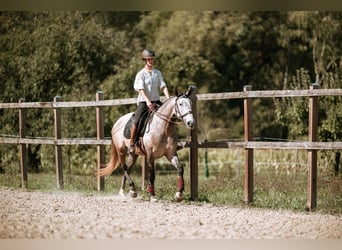 Lusitano, Giumenta, 7 Anni, 170 cm, Grigio