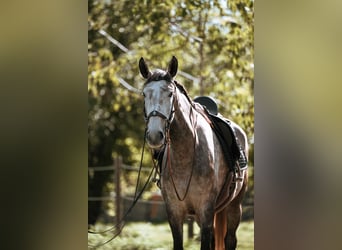 Lusitano, Giumenta, 7 Anni, 170 cm, Grigio