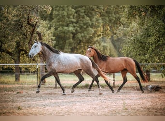 Lusitano, Giumenta, 7 Anni, 170 cm, Grigio