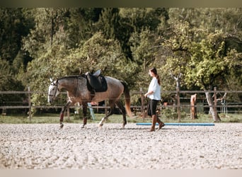 Lusitano, Giumenta, 7 Anni, 170 cm, Grigio