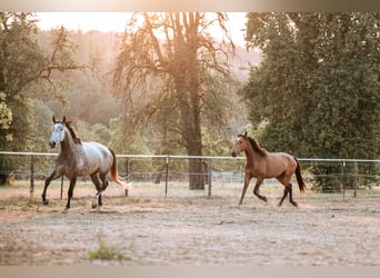 Lusitano, Giumenta, 7 Anni, 170 cm, Grigio