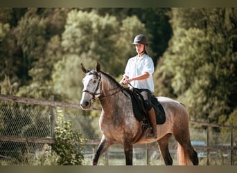 Lusitano, Giumenta, 7 Anni, 170 cm, Grigio