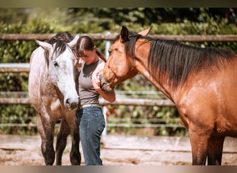Lusitano, Giumenta, 7 Anni, 170 cm, Grigio