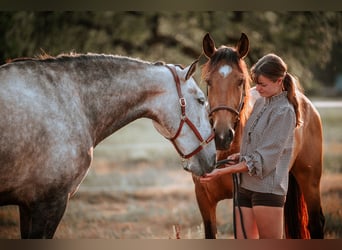 Lusitano, Giumenta, 7 Anni, 170 cm, Grigio