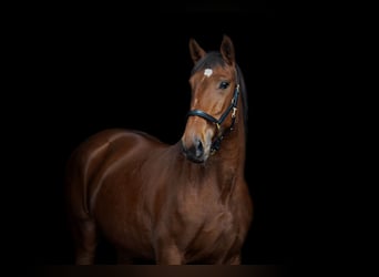 Lusitano, Giumenta, 8 Anni, 158 cm, Baio