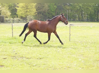Lusitano, Giumenta, 8 Anni, 158 cm, Baio